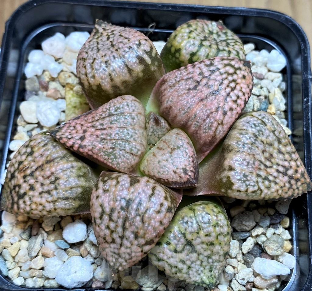 SH5368 Haworthia picta 'Red Peacock' - Image 2
