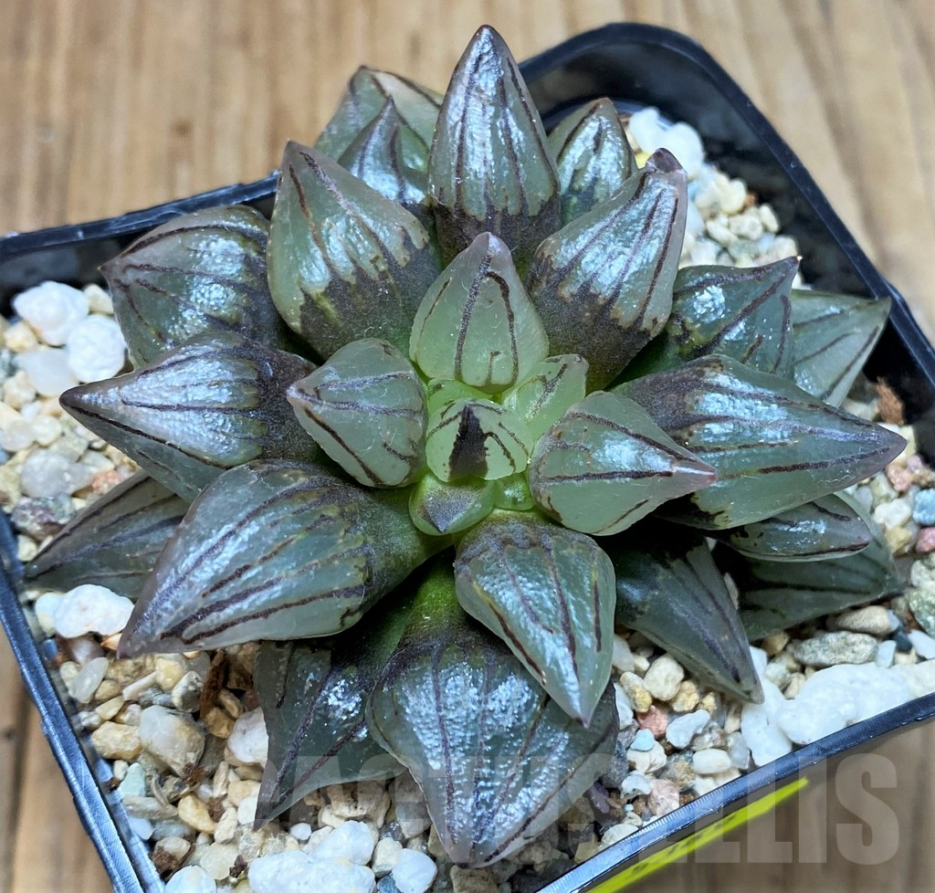 SH5369 Haworthia atrofusca 'Watermelon' - immagine 3