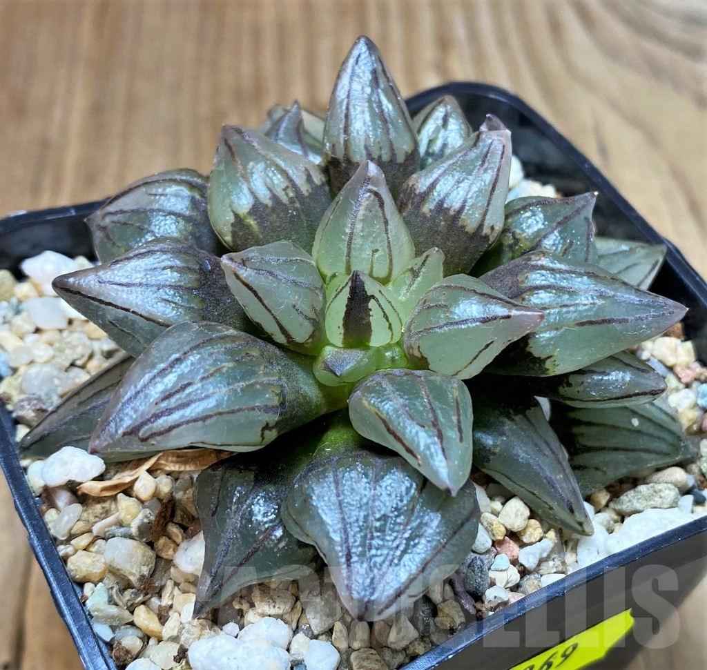 SH5369 Haworthia atrofusca 'Watermelon' - immagine 2