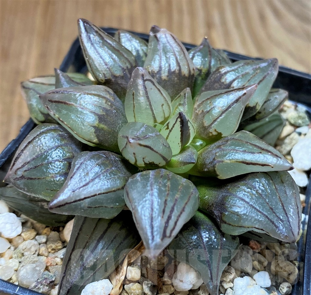 SH5369 Haworthia atrofusca 'Watermelon'