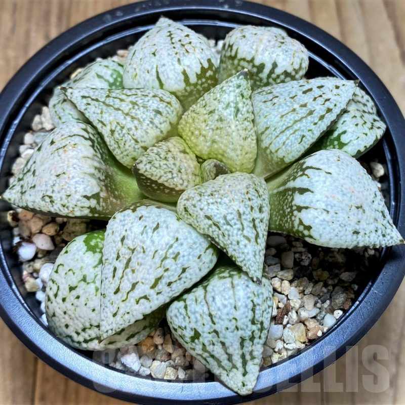 SH5373 Haworthia picta ‘White Magic’