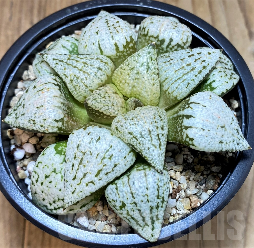 SH5373 Haworthia picta ‘White Magic’