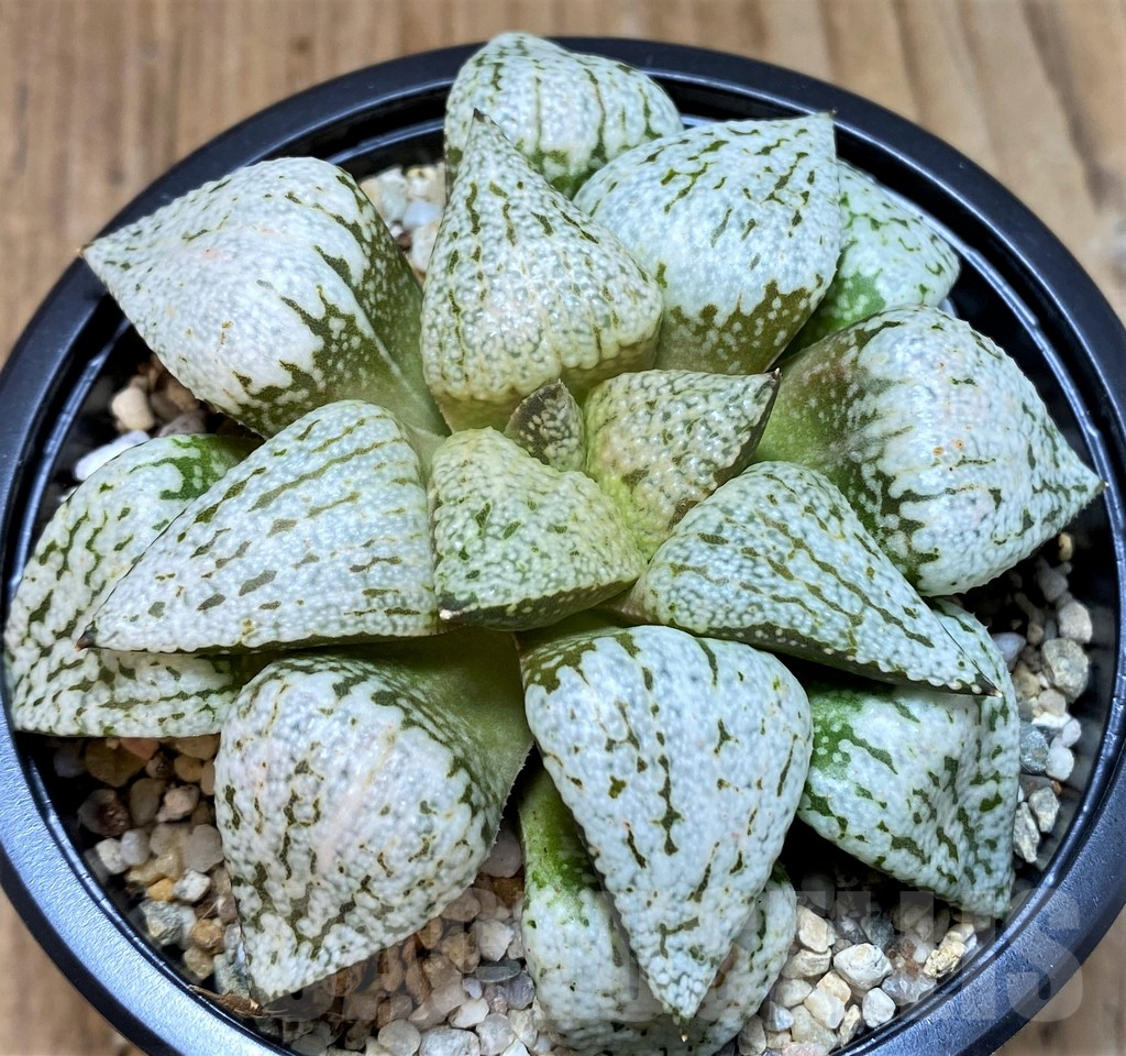 SH5373 Haworthia picta ‘White Magic’ - Image 2