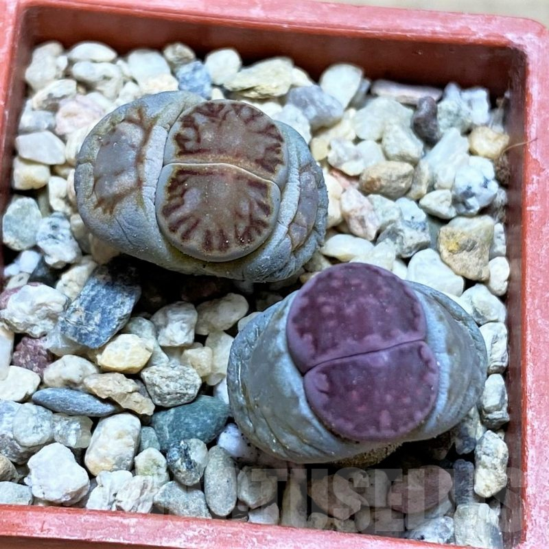 SH5374 Lithops julii 'Kikushogyoku', Lithops salicola ‘Sato’s Violet’ hybrid