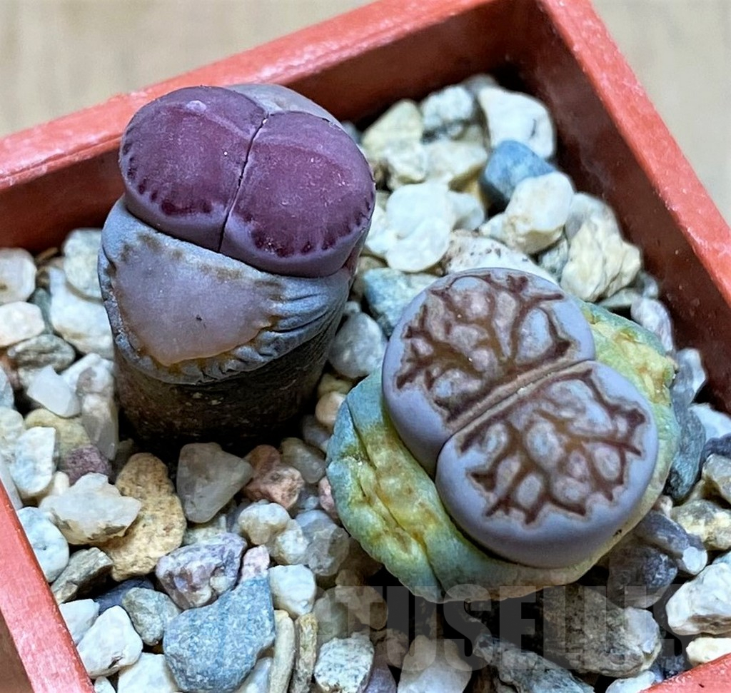 SH5376 Lithops julii 'Kikushogyoku', Lithops salicola ‘Sato’s Violet’ hybrid