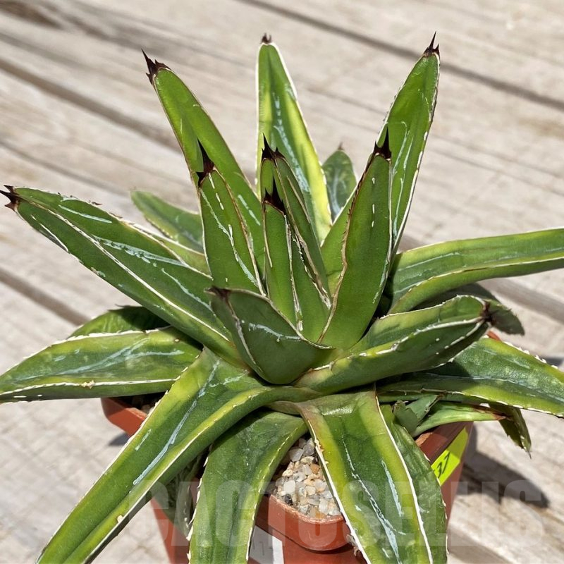 SH5537 Agave victoriae-reginae f. variegata