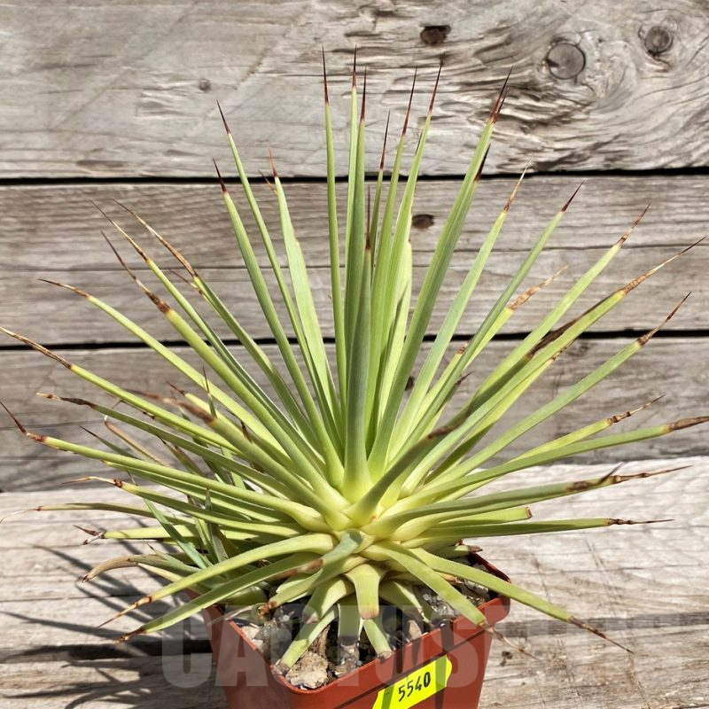 SH5540 Agave stricta 'Nana'