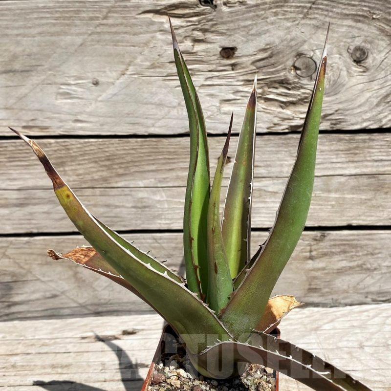SH5542 Agave triangularis
