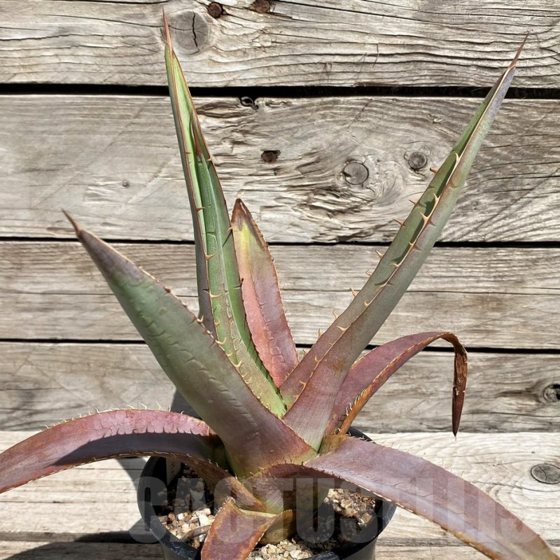 SH5544 Agave purpusorum