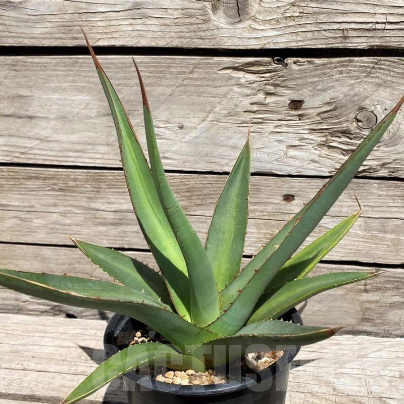SH5545 Agave purpusorum