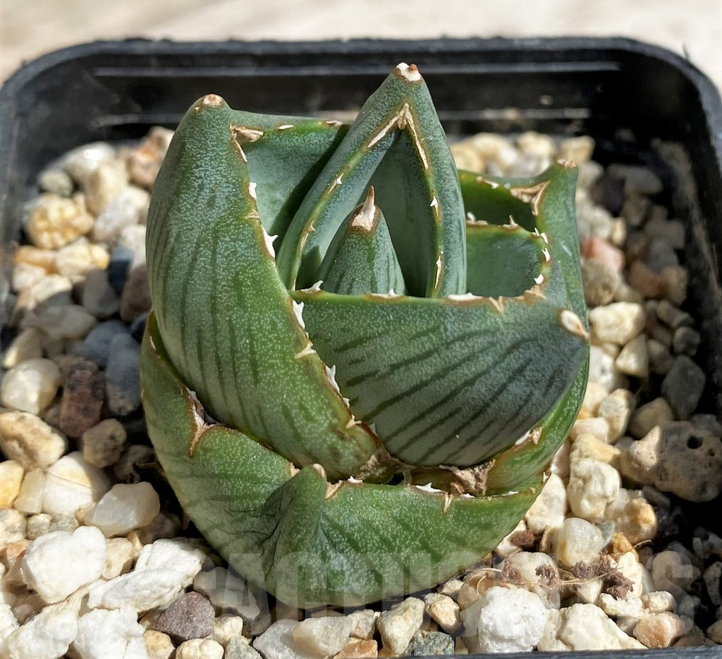 SH5511 Agave pumila
