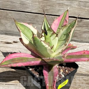 SH5547 Agave titanota 'Snaggle Tooth' – Cactus-online