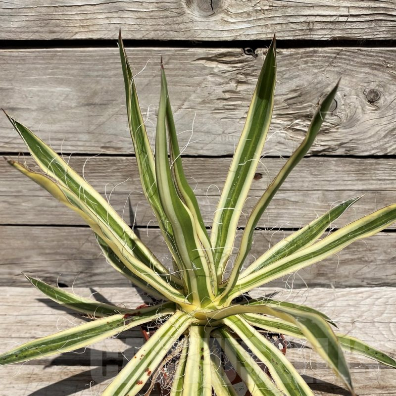 SH5548 Agave filifera f. compacta marginata
