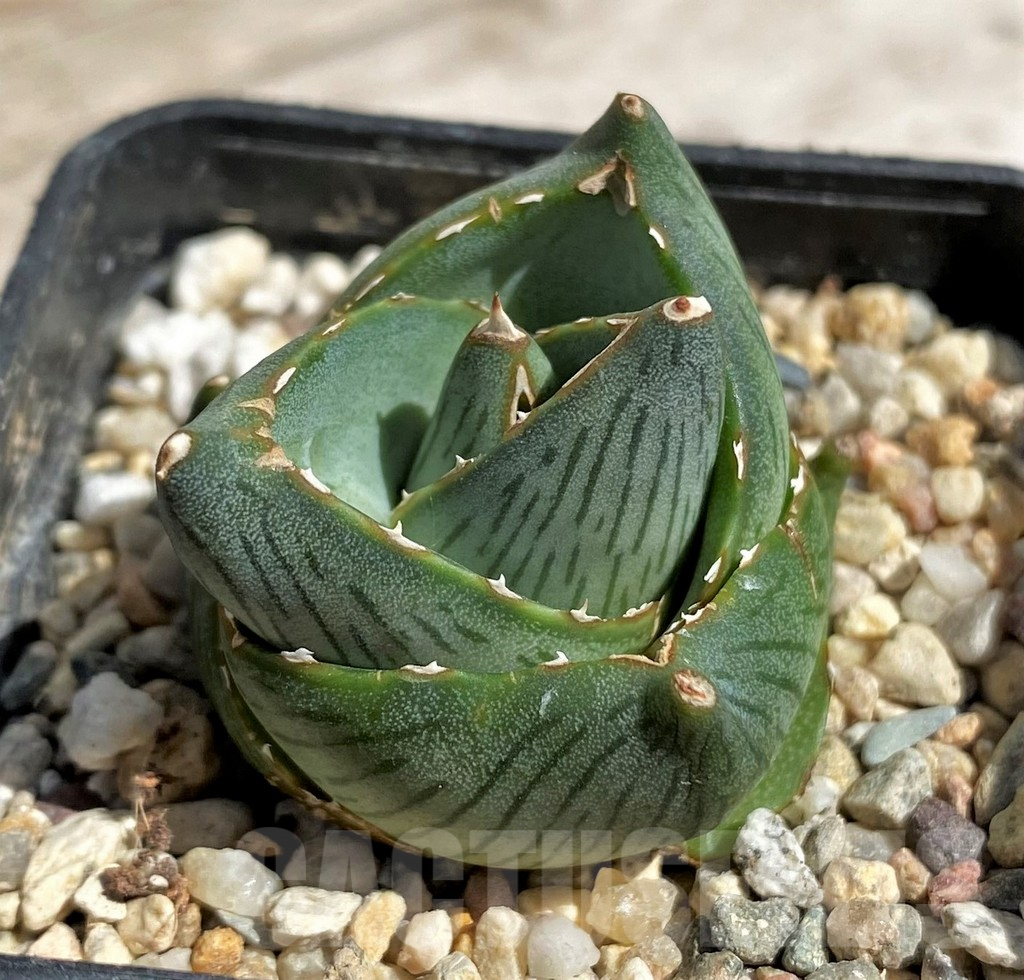 SH5511 Agave pumila - immagine 2