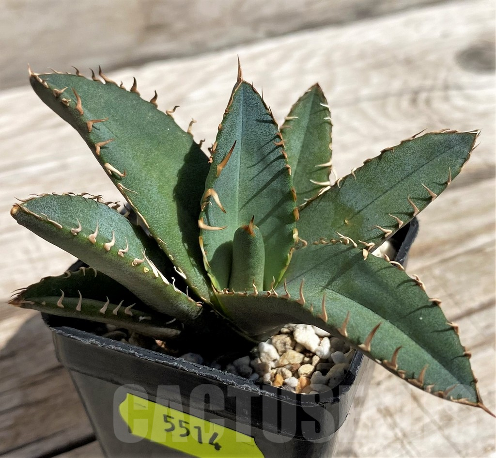 SH5514 Agave oteroi GC6