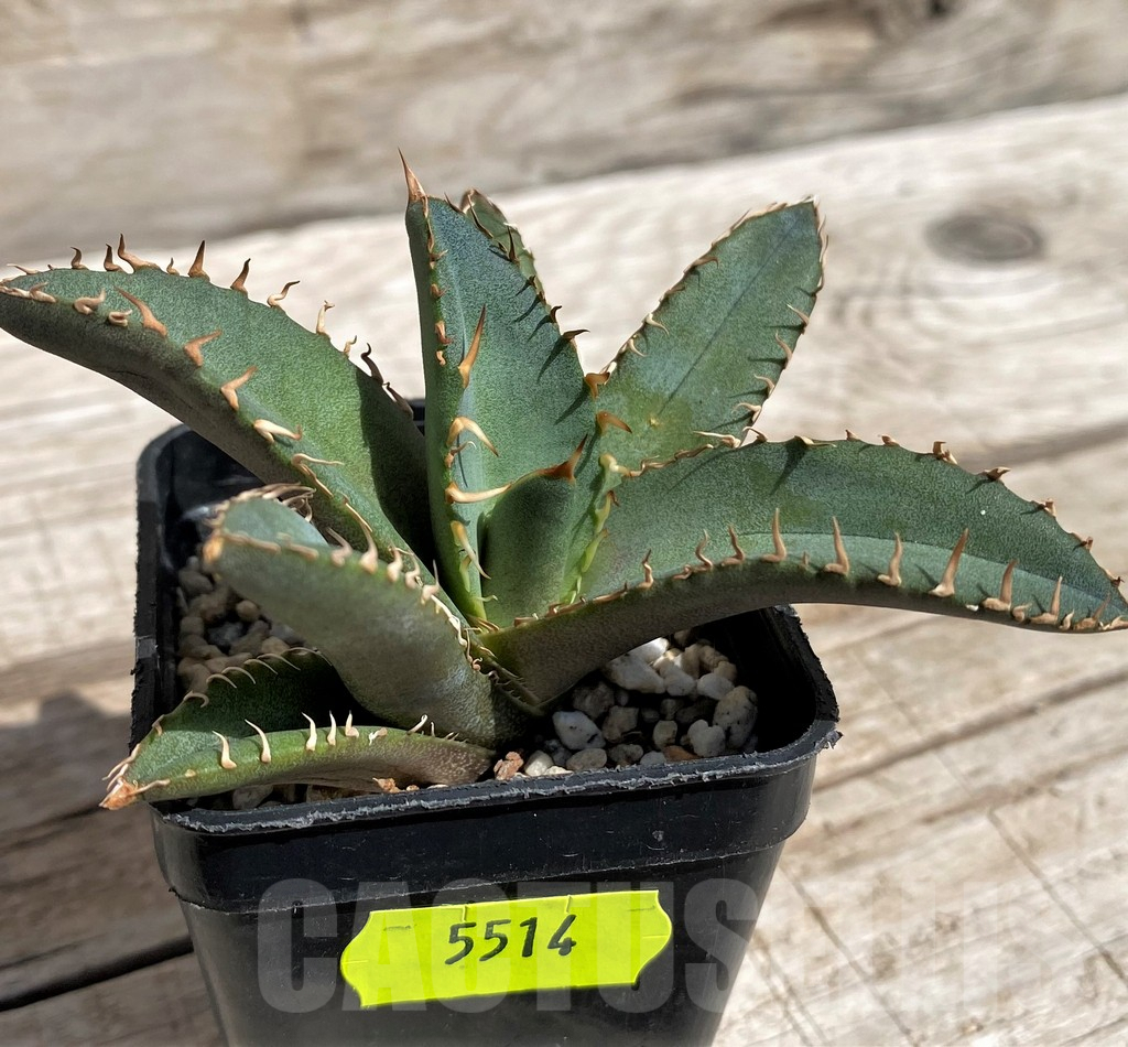 SH5514 Agave oteroi GC6 - Image 3