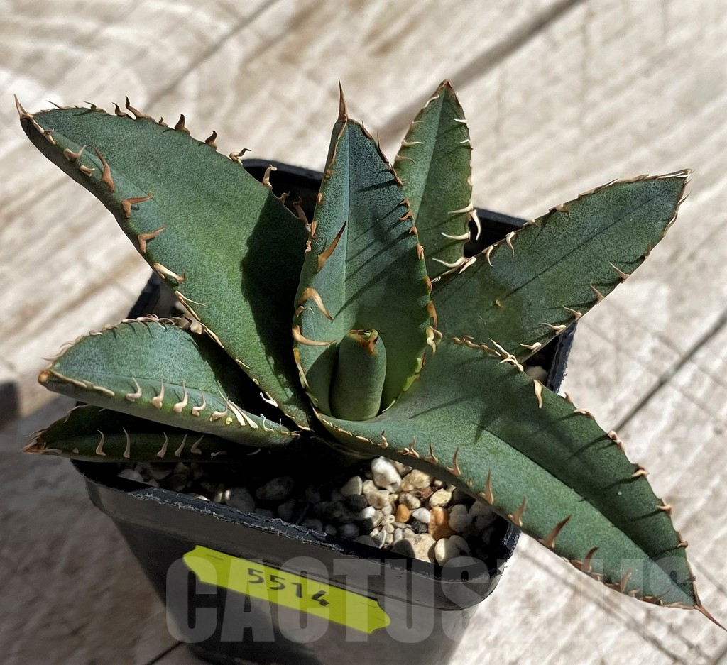 SH5514 Agave oteroi GC6 - Image 2
