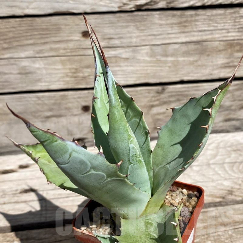 SH5526 Agave parrasana 'Globe'