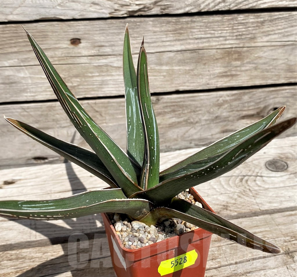 SH5528 Agave pintilla