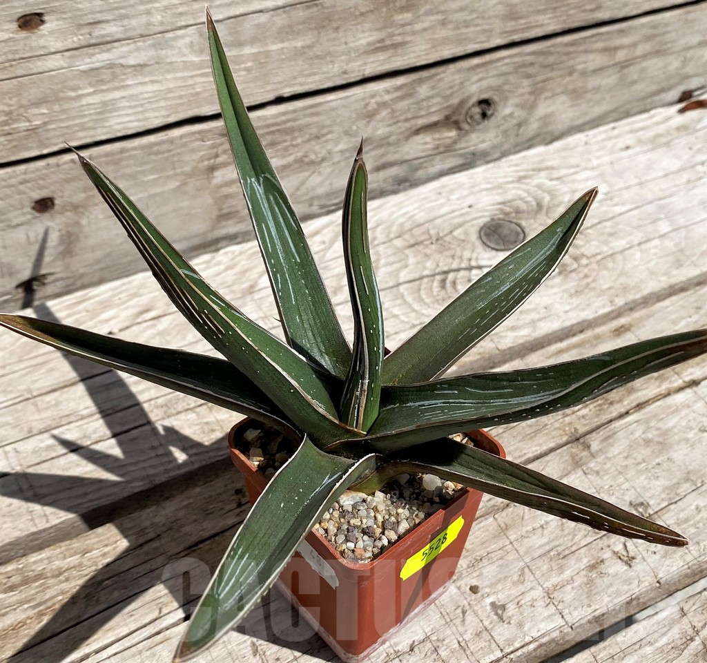 SH5528 Agave pintilla - Image 2