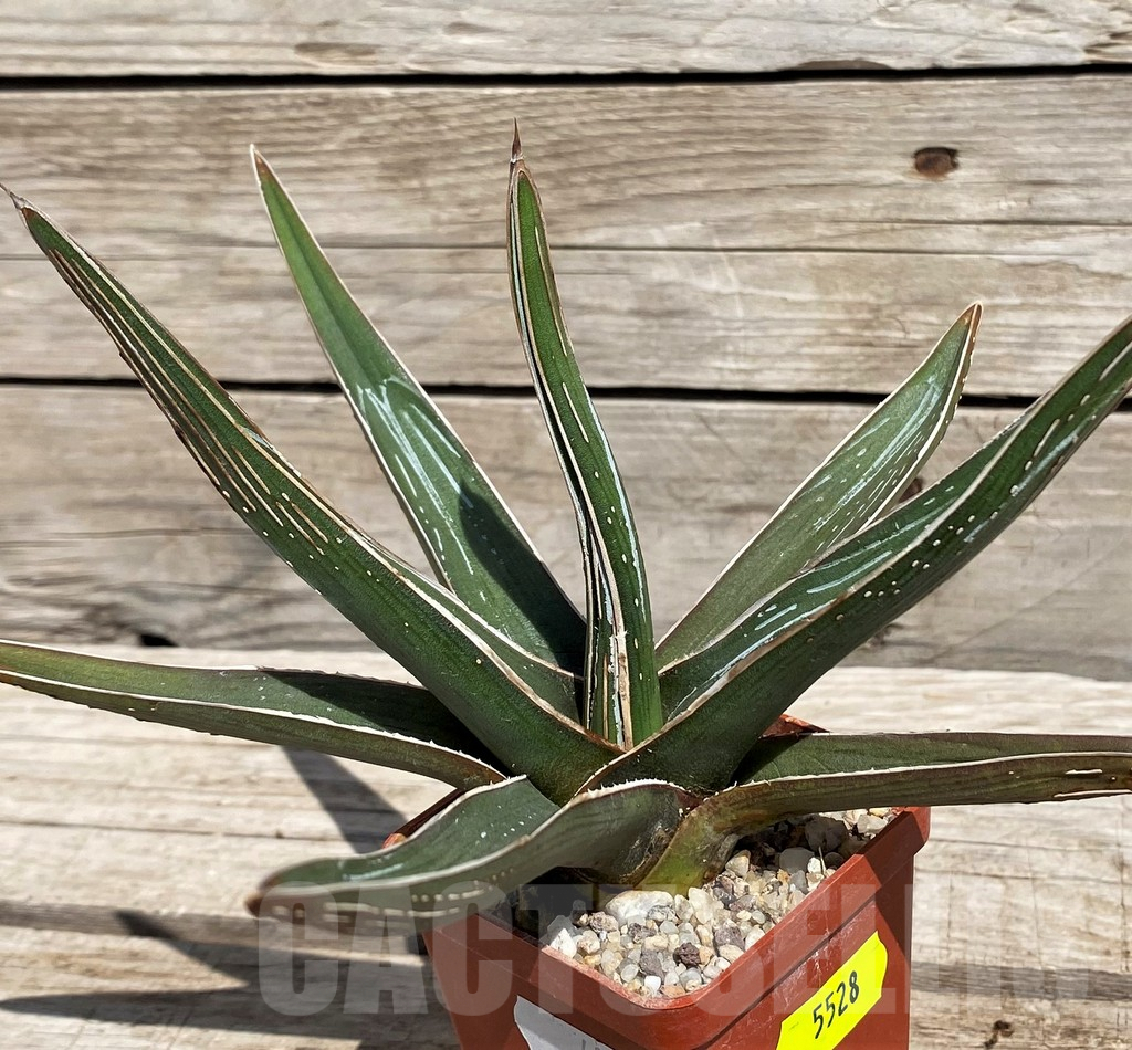 SH5528 Agave pintilla - Image 3
