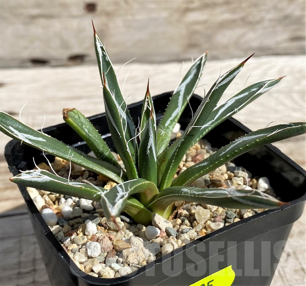SH5635 Agave toumeyana 'Bella'