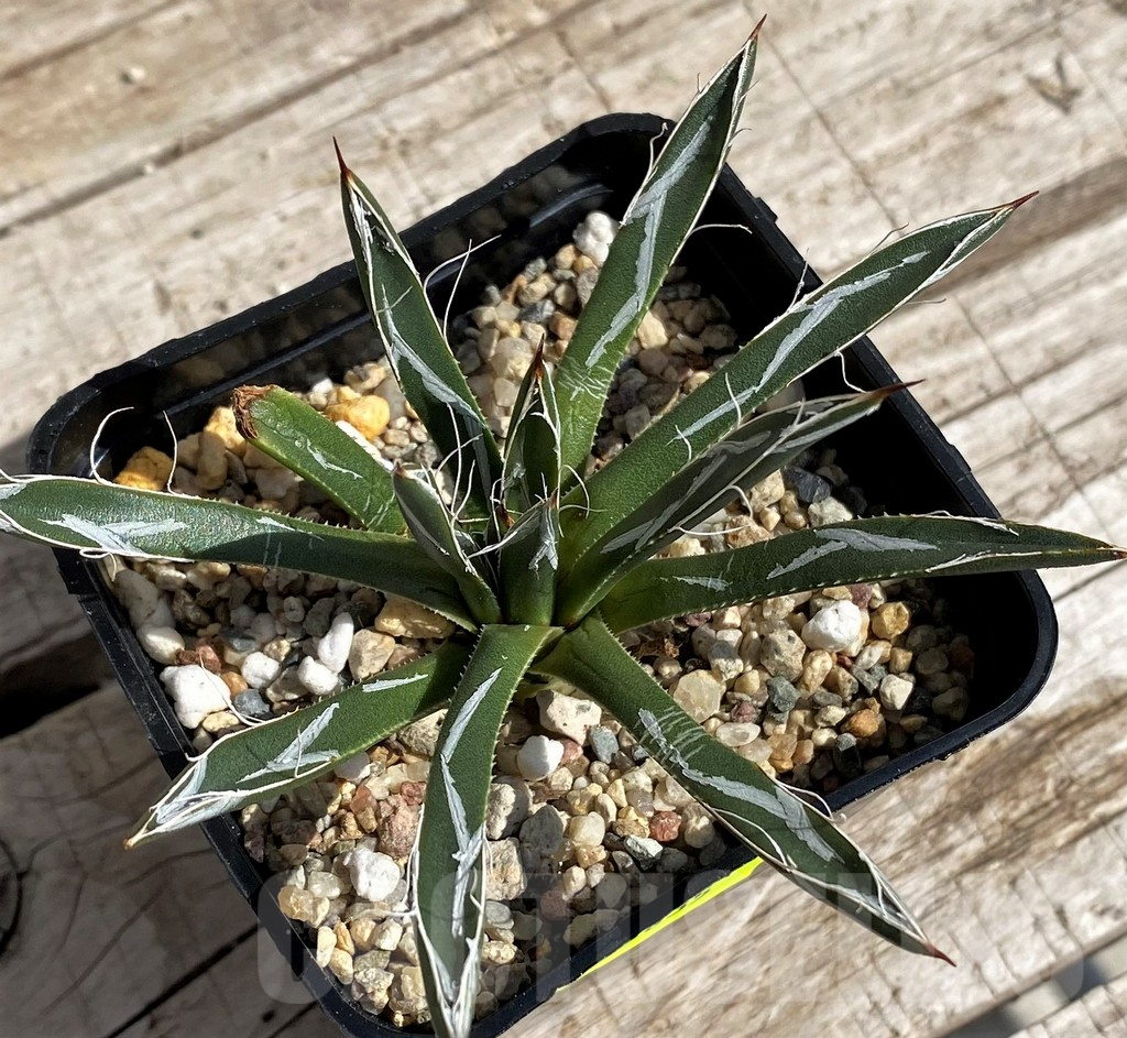 SH5635 Agave toumeyana 'Bella' - Image 2