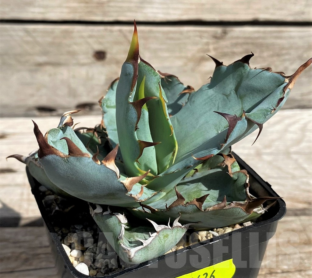 SH5636 Agave titanota 'Black and Blue'