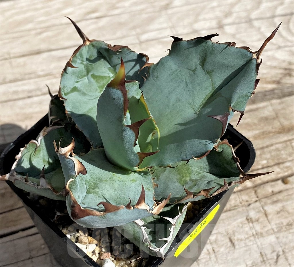 SH5636 Agave titanota 'Black and Blue' - immagine 2