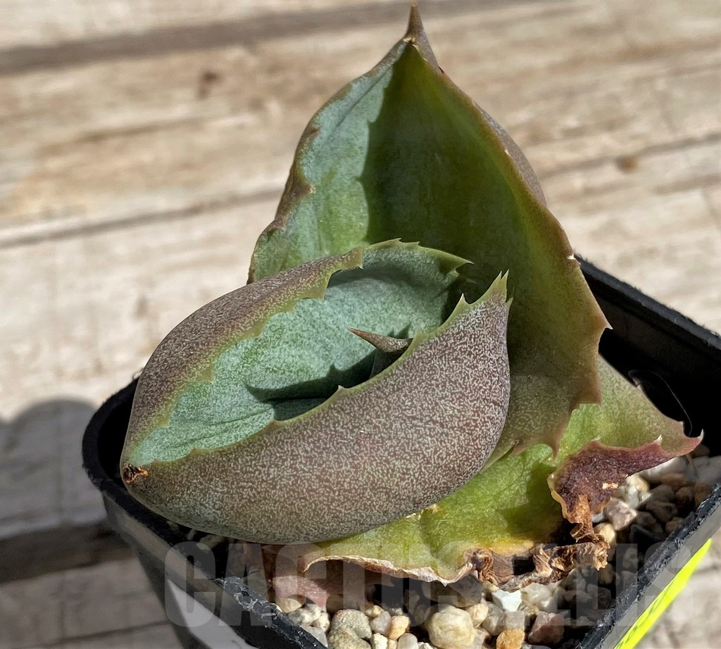 SH5637 Agave marmorata 'Papilio Platanoides'