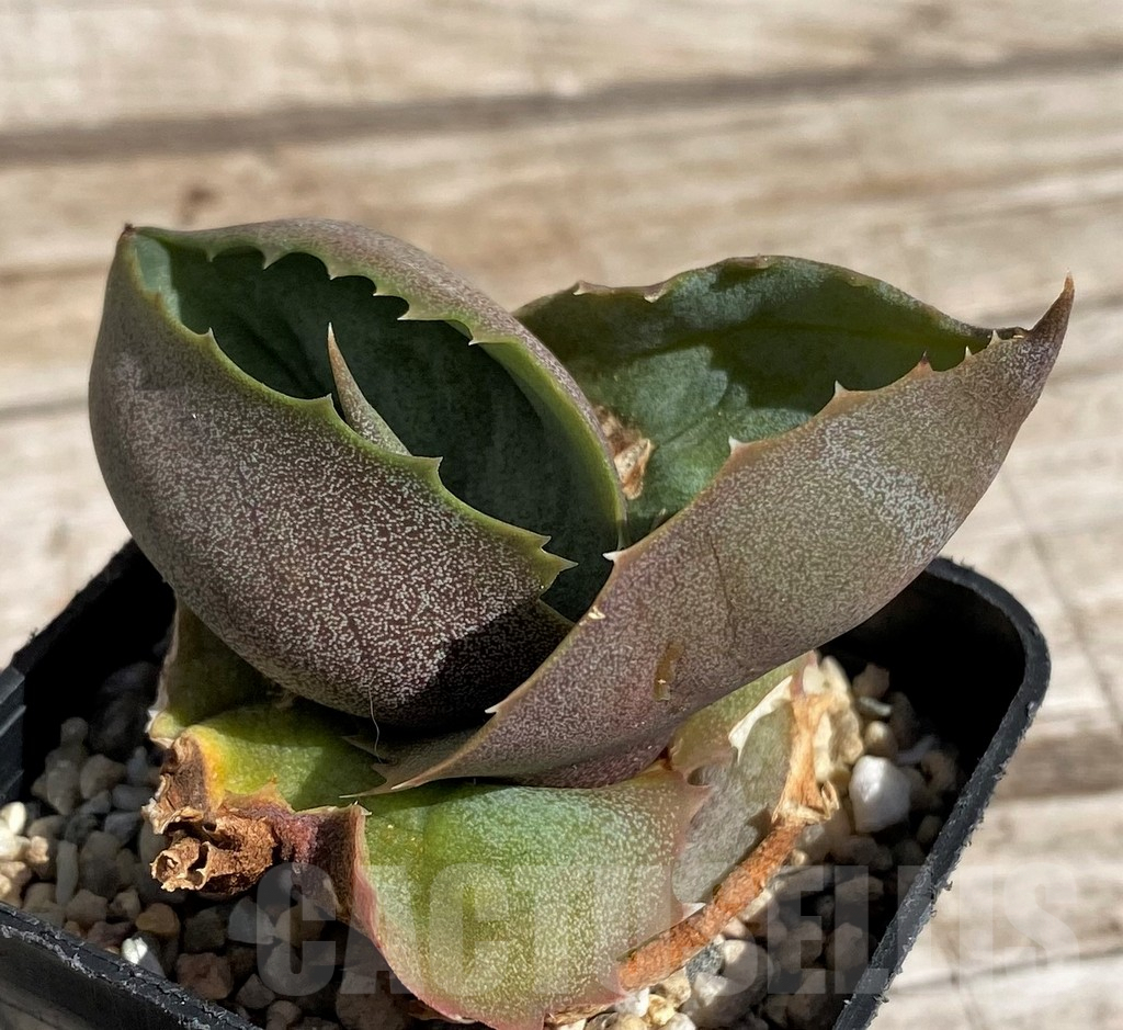 SH5637 Agave marmorata 'Papilio Platanoides' - 画像 (2)