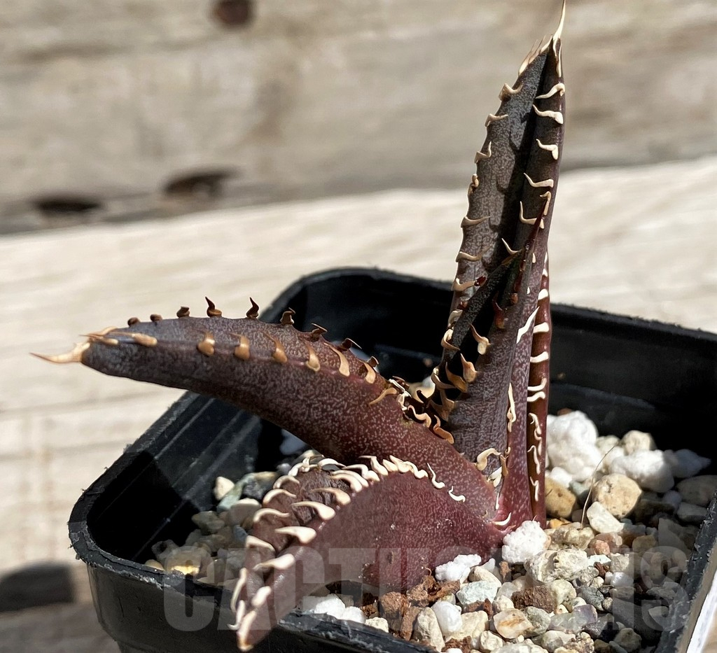 SH5638 Agave titanota 'Red Catweazle' - Image 2