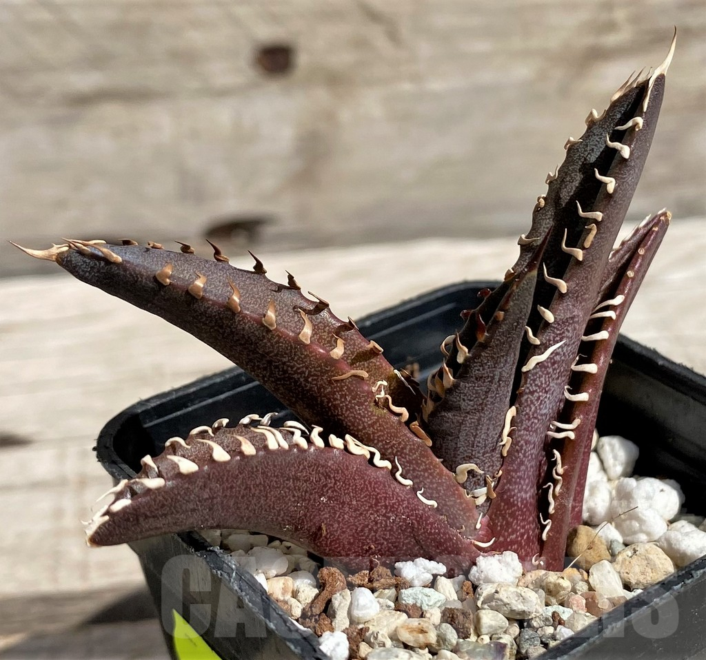 SH5638 Agave titanota 'Red Catweazle' - Image 3
