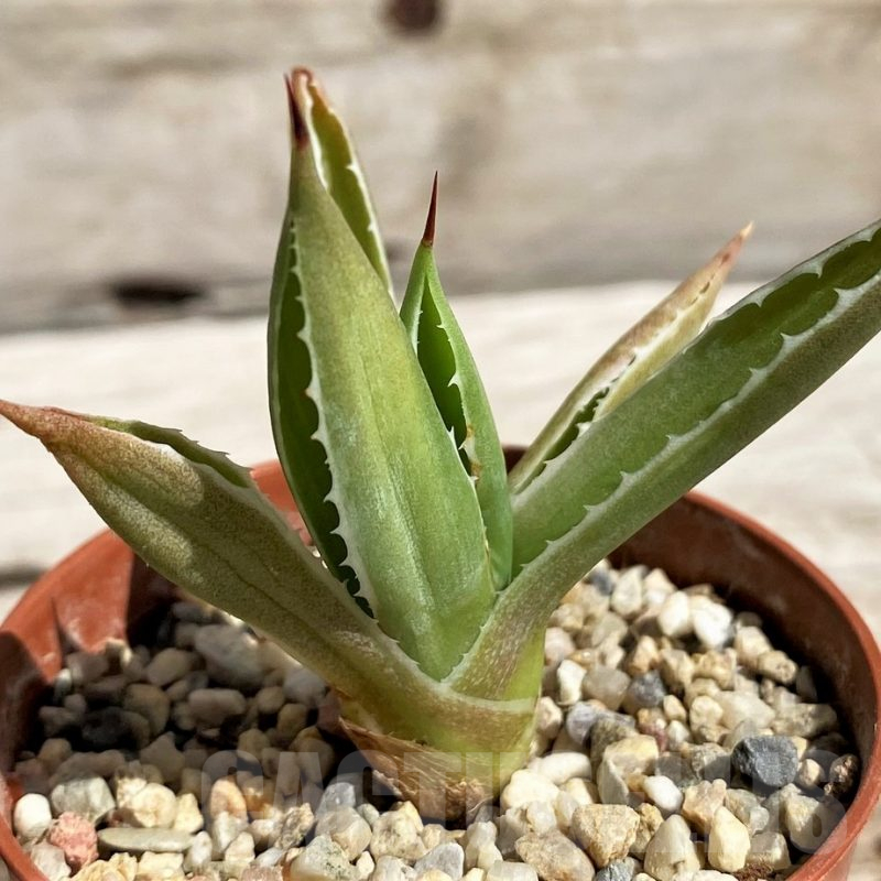 SH5640 Agave 'Cubic' f. variegata