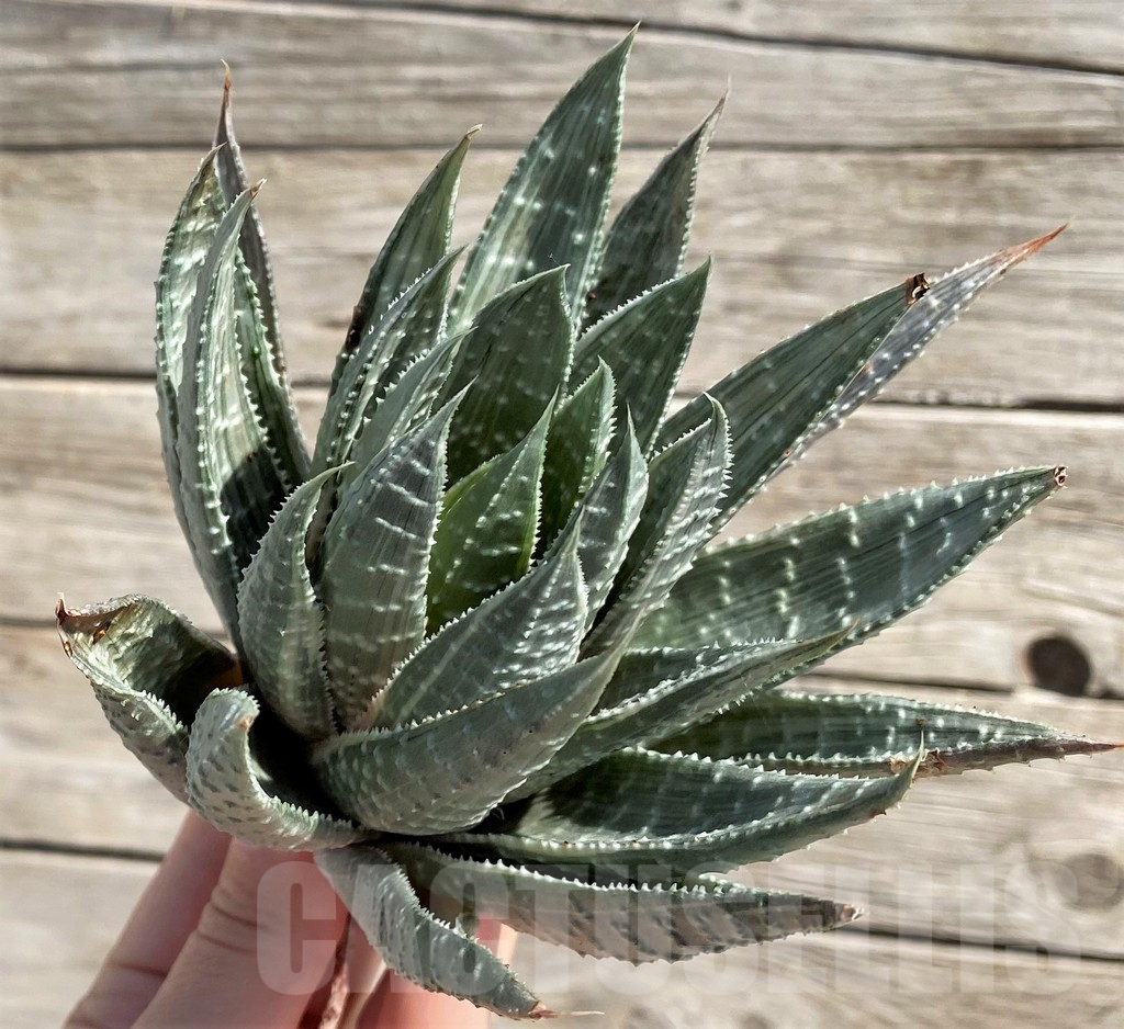 SH5669 Gasteraloe beguinii ‘Silver variegata’, cuted
