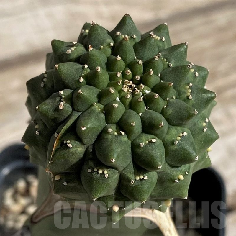 SH5646 Euphorbia gymnocalycioides, grafted