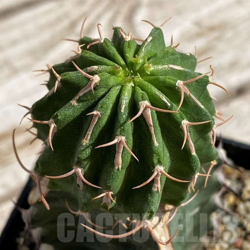 SH5647 Euphorbia columnaris, grafted