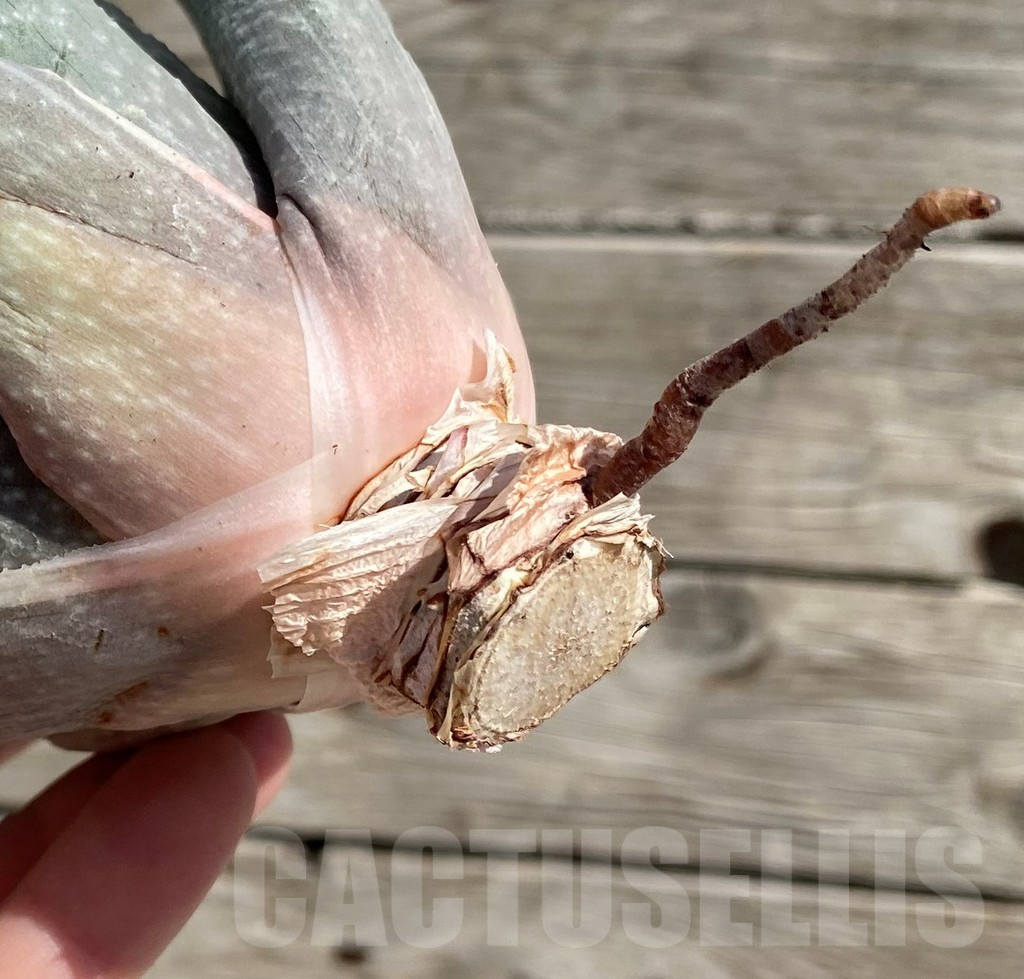 SH5669 Gasteraloe beguinii ‘Silver variegata’, cuted - Image 2