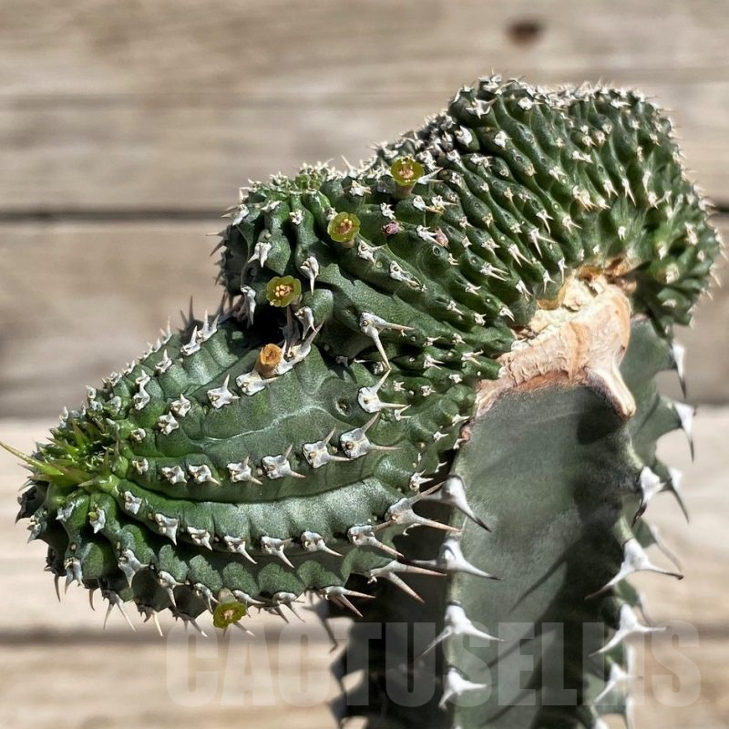 SH5650 Euphorbia phillipsioides f. cristata, grafted