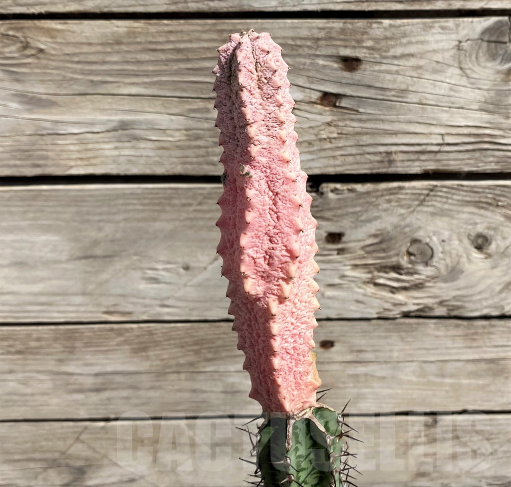 SH5651 Euphorbia abdelkuri ‘Damask’, grafted - Image 2