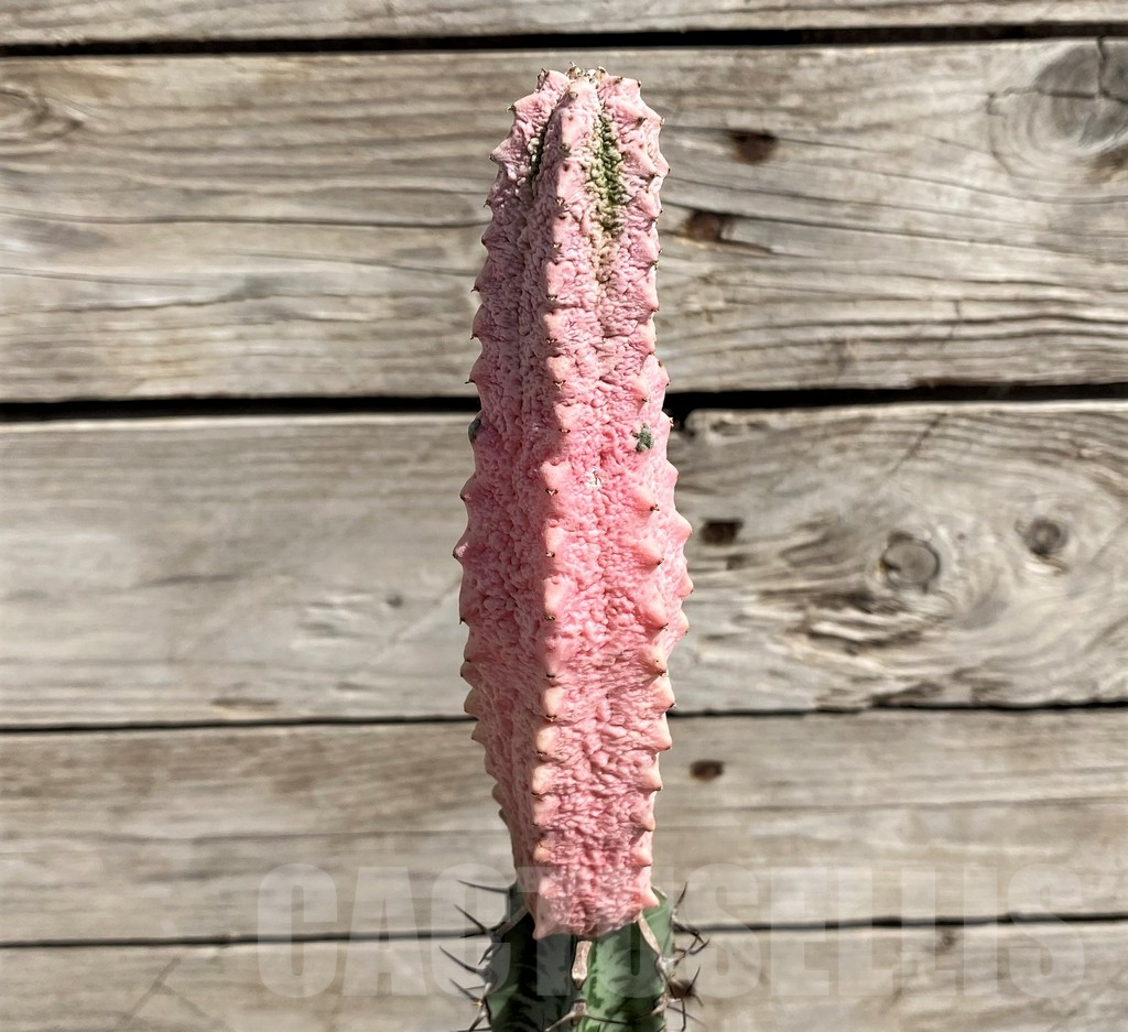 SH5651 Euphorbia abdelkuri ‘Damask’, grafted