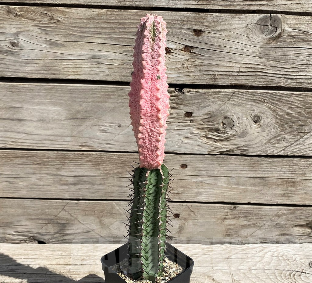 SH5651 Euphorbia abdelkuri ‘Damask’, grafted - Image 3