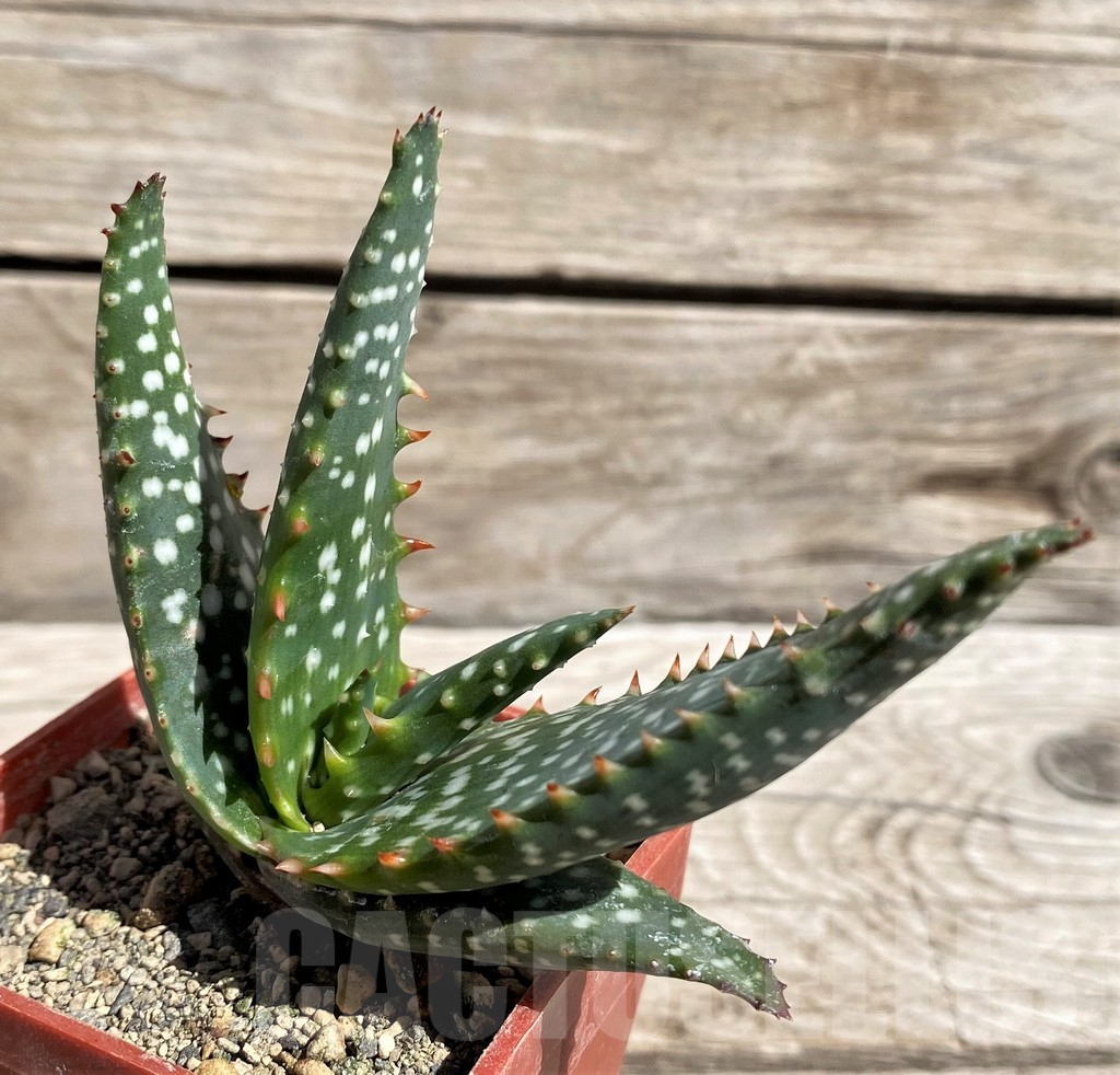 SH5817 Aloe microstigma PV553 - Image 2