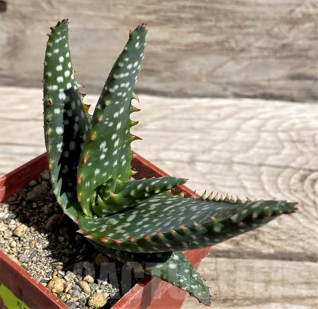 SH5817 Aloe microstigma PV553