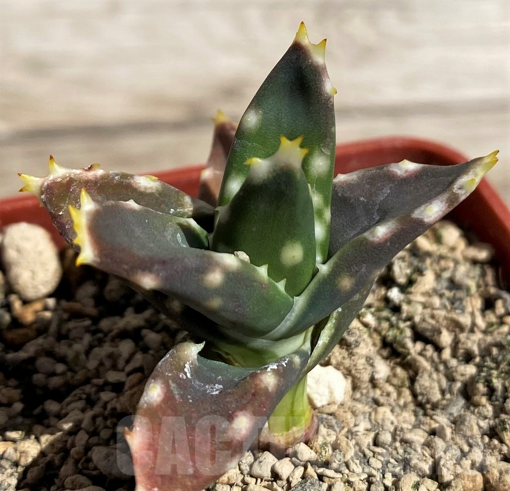 SH5819 Aloe distans, ex COK - Imagen 2