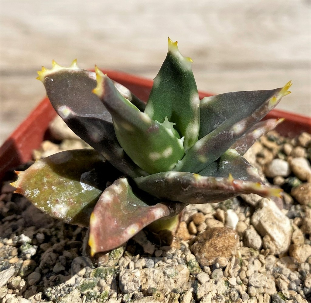 SH5819 Aloe distans, ex COK