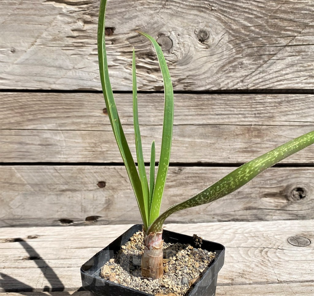 SH5820 Aloe cooperi -KwaZulu-Natal- - Imagen 2