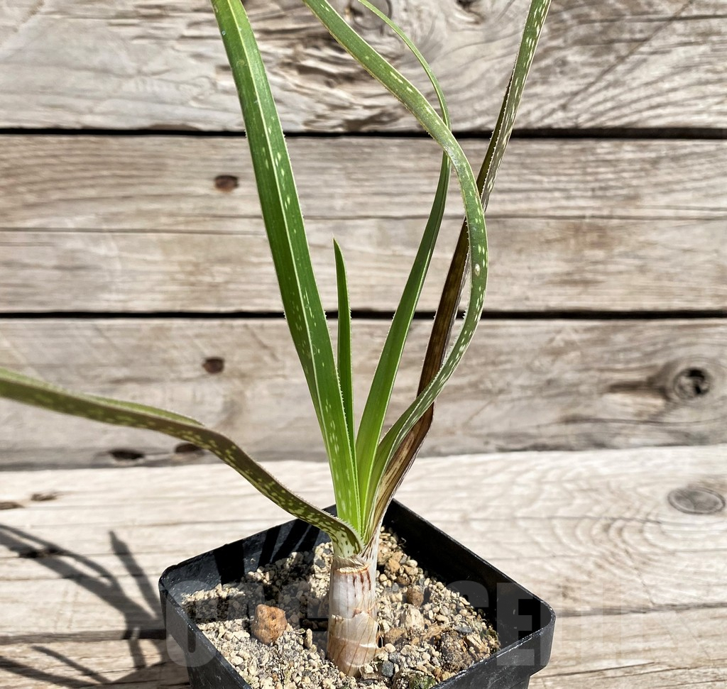 SH5821 Aloe cooperi -KwaZulu-Natal-