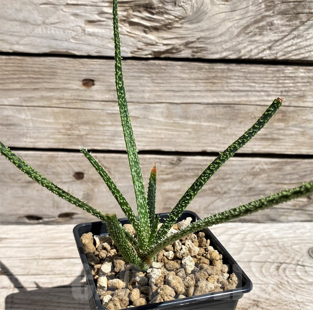SH5822 Aloe delicatifolia - immagine 3