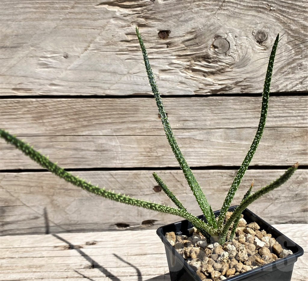 SH5822 Aloe delicatifolia - immagine 2